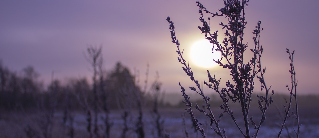 Contemplative Leadership: Born of Compassion