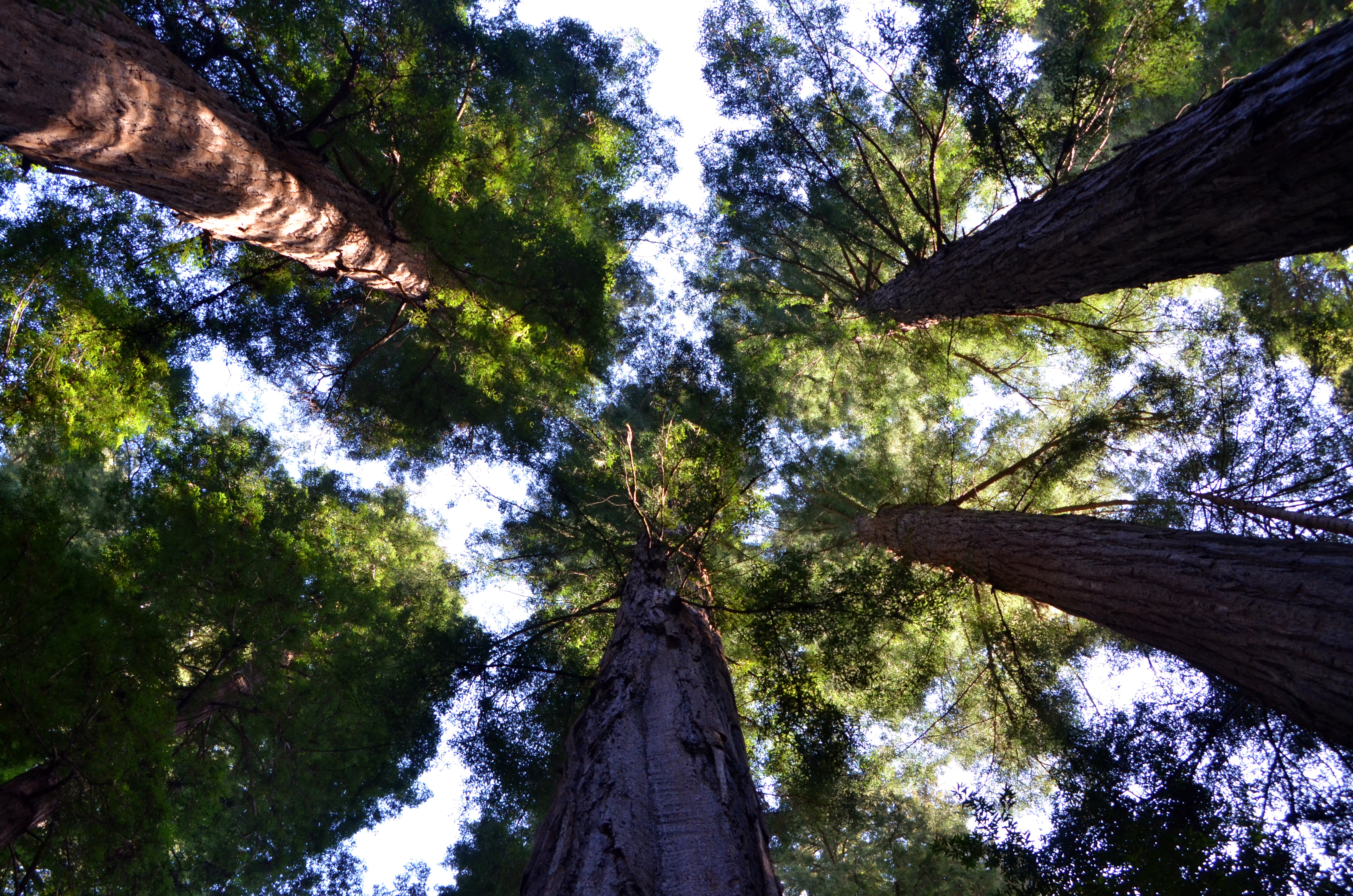Prayer Circles for Peace