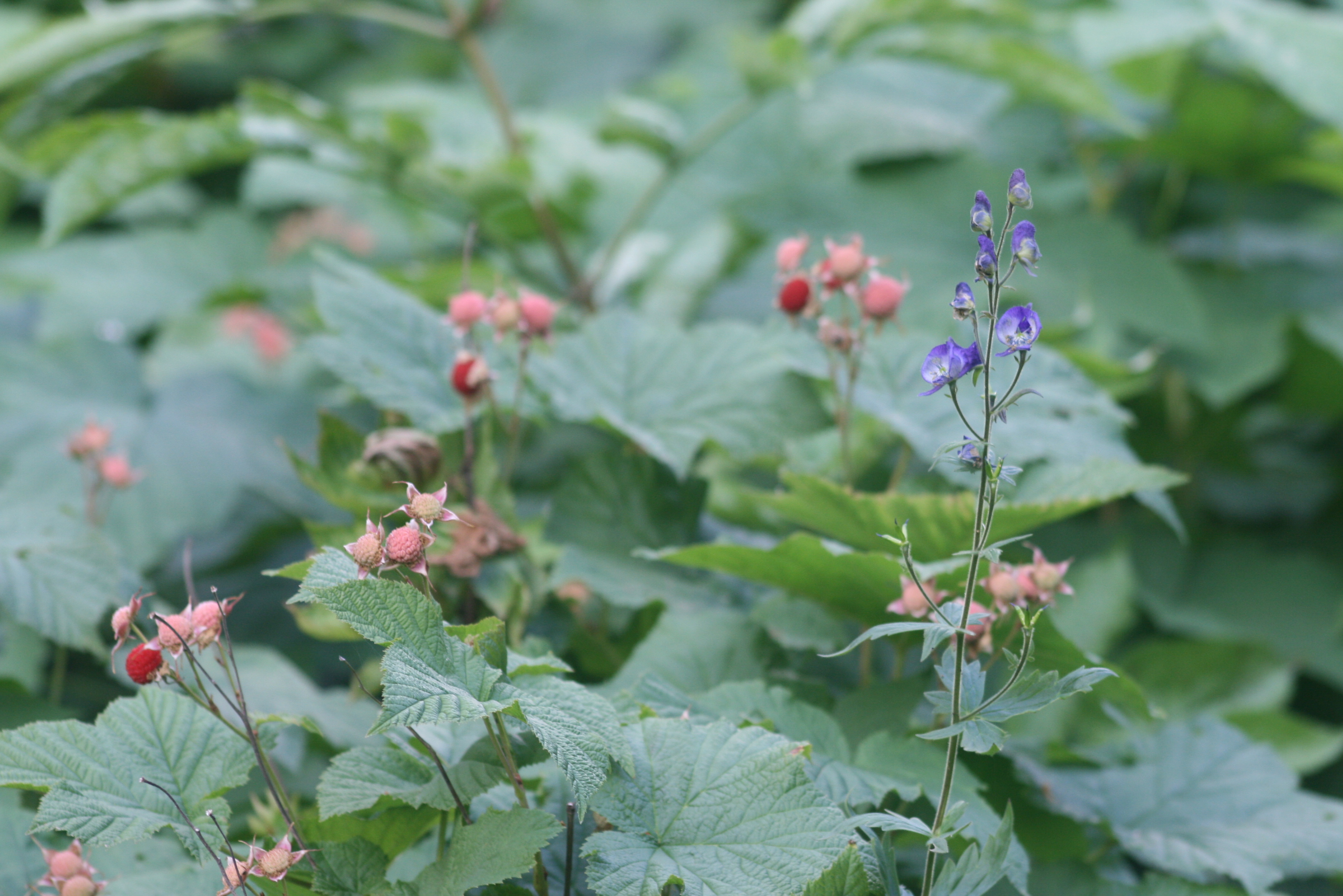 Healing Prayer for the World