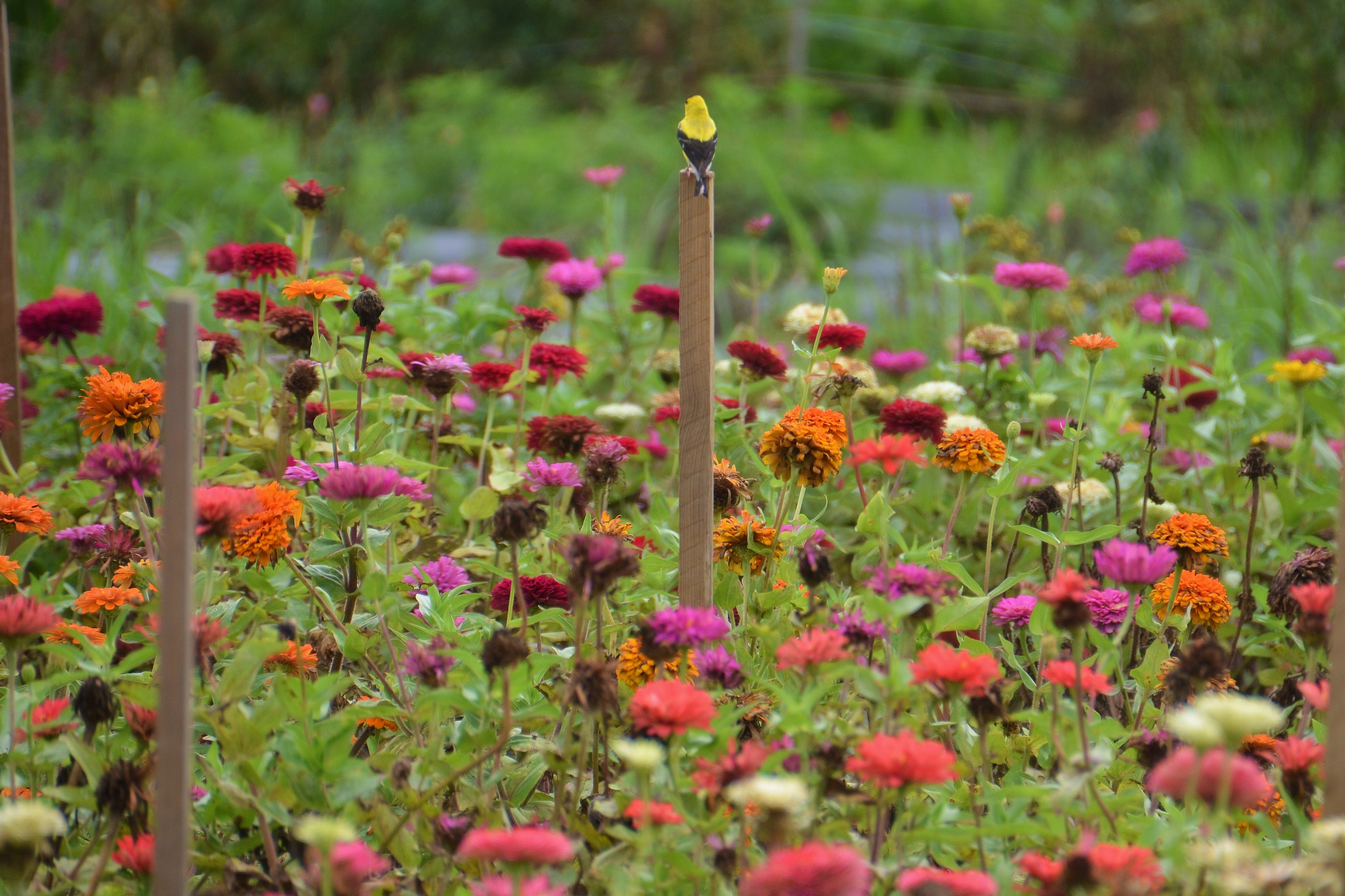 Note to Self When Walking (Because I Forget)