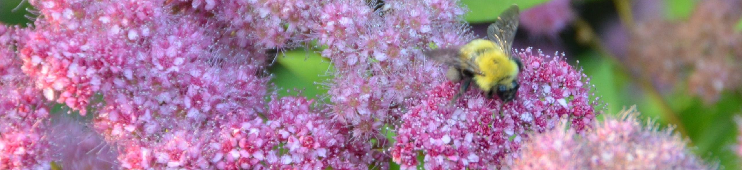 Despair and Revelation