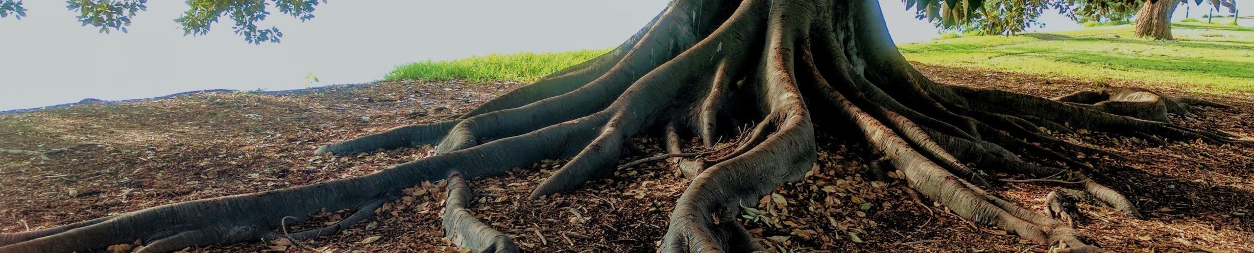 Roots of Love and Fruits of Imagination: Three Examples for our Time