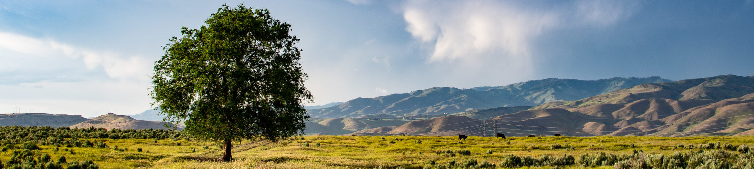 Mustard Seeds and Yeast