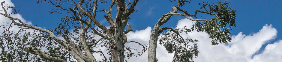 Silent Retreat: Deepening Intimacy