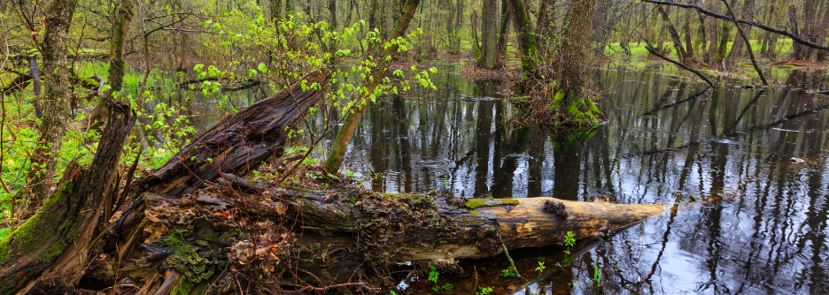 Prayer as Action: Loving the World