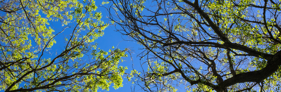 Greening Nature and Spirits