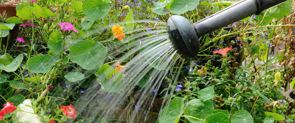 Reflections on “Watering the Garden”