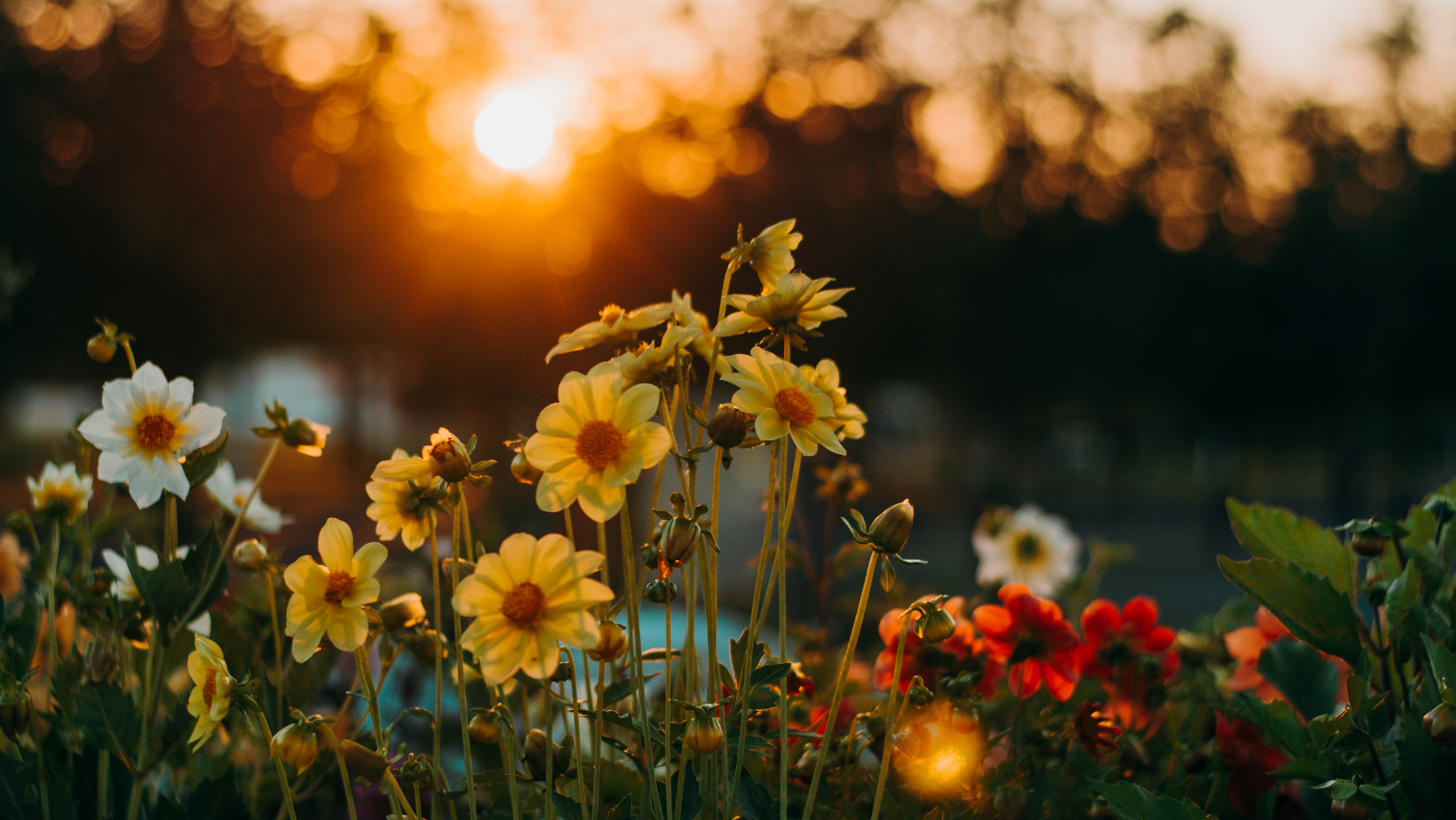 Solace Amid the Darkness